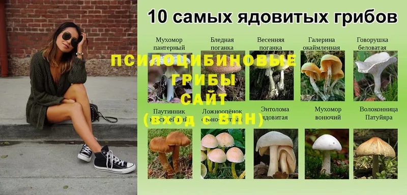 Галлюциногенные грибы Magic Shrooms  Буй 